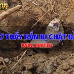 mo-thay-ran-bi-chat-dau