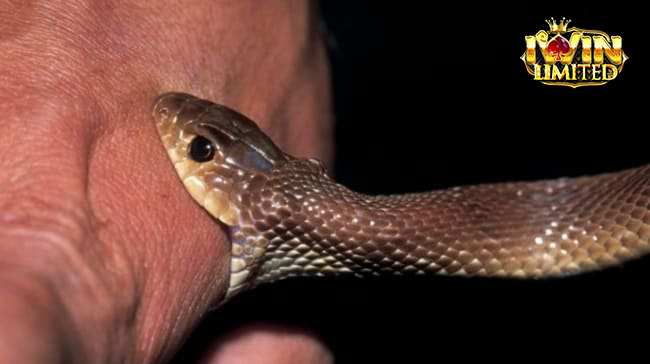 Mơ thấy rắn cắn chân phải chảy máu