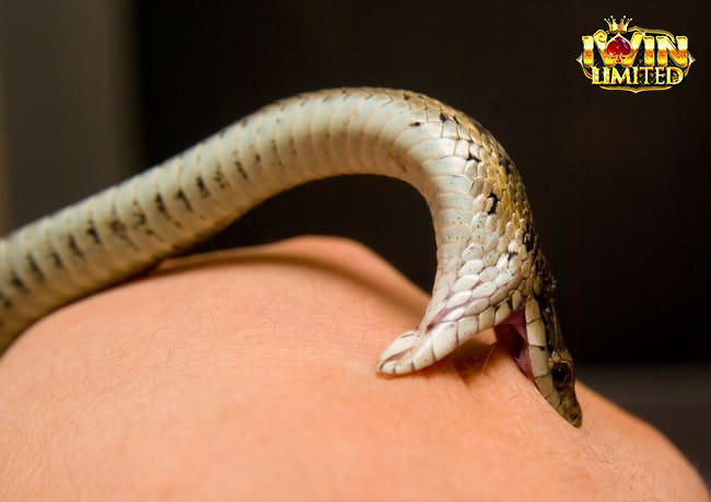 Mơ thấy rắn cắn tay đánh con gì còn tùy chi tiết giấc mơ