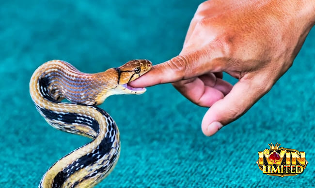 Mơ thấy rắn cắn tay người khác