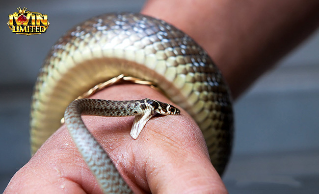 Mơ thấy rắn cắn tay