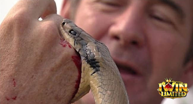 Mơ thấy rắn cắn vào ngón tay đánh con gì còn tùy chi tiết giấc mơ