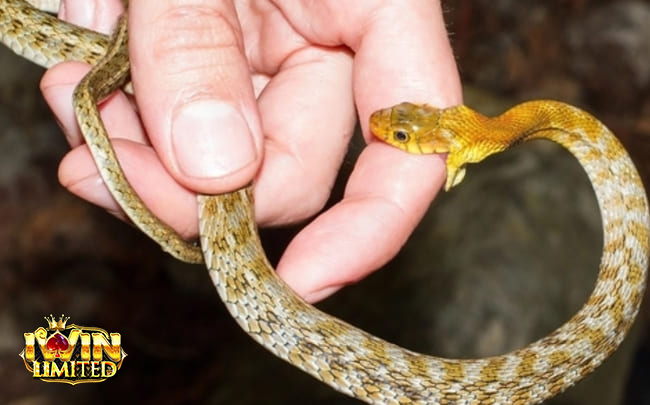 Mơ thấy rắn cắn vào ngón tay trỏ