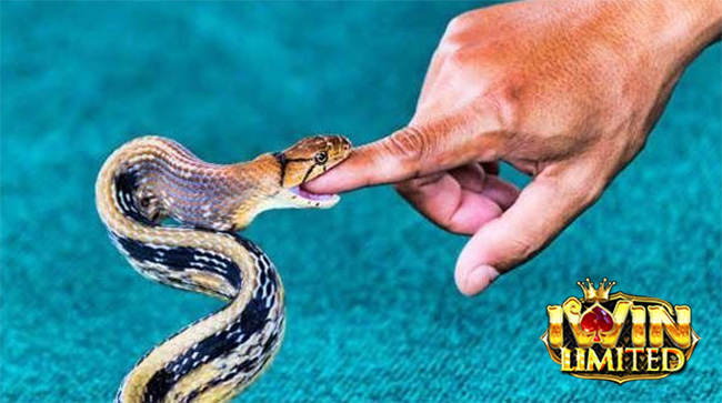 Nằm mơ thấy rắn cắn vào ngón tay