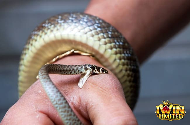 Mơ thấy rắn cắn vào tay nhưng không chảy máu