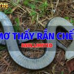 Nằm mơ thấy rắn chết có ý nghĩa gì? Đánh số mấy? mo-thay-ran-chet