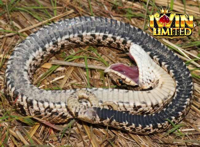 Mơ thấy rắn chết tự nhiên