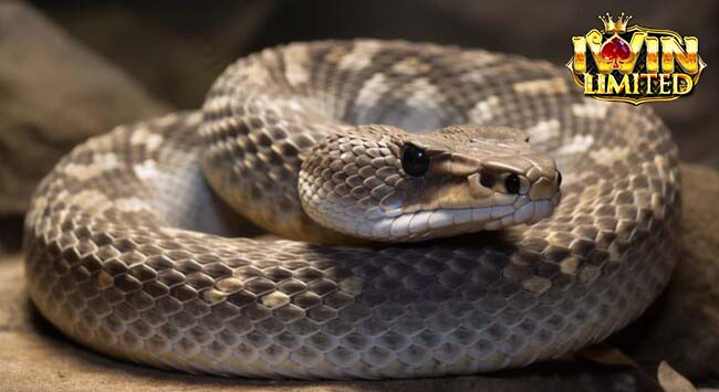 Mơ thấy rắn cuộn tròn