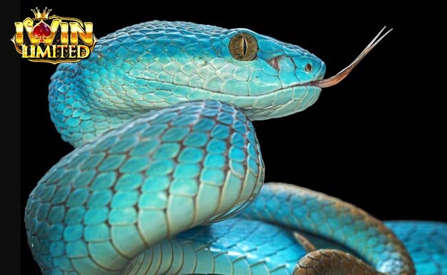 Mơ thấy rắn đem lại nhiều con số may mắn