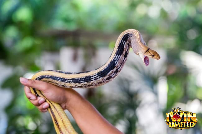 Mơ thấy rắn đen cắn người khác