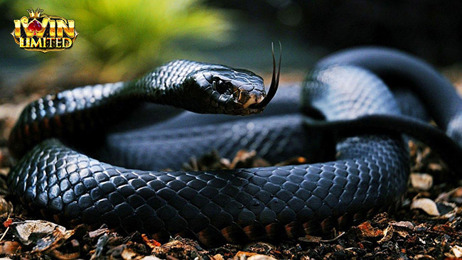 Mơ thấy rắn đen có ý nghĩa gì?