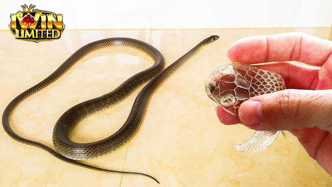 Mơ thấy rắn đen lột xác