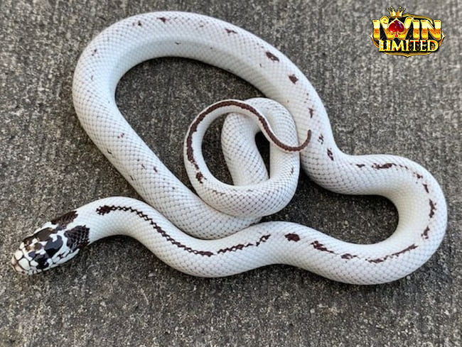 Mơ thấy rắn đen trắng cuộn tròn