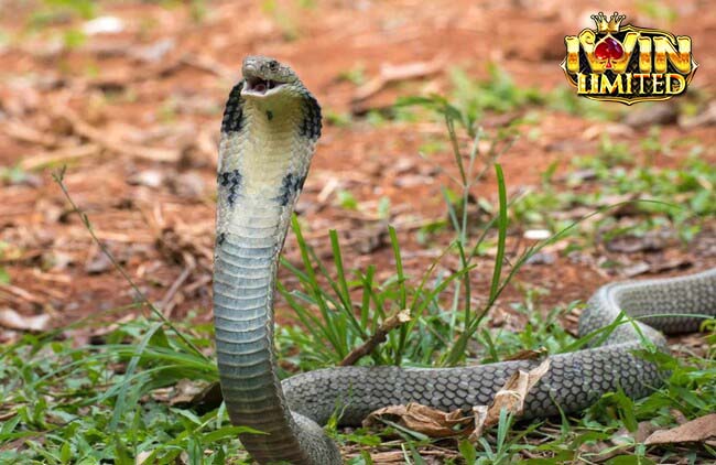 Mơ thấy rắn có thể do yếu tố tâm lý