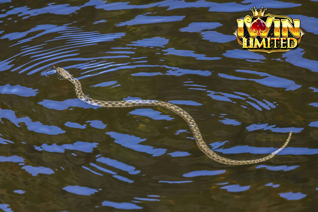 Mơ thấy rắn dưới nước chứa đựng nhiều điềm báo tâm linh