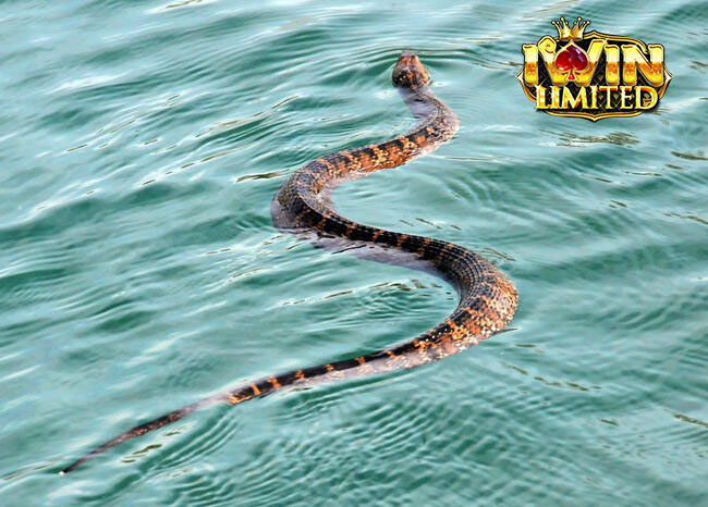 Mơ thấy rắn dưới nước đánh con gì còn tùy tình huống trong mơ