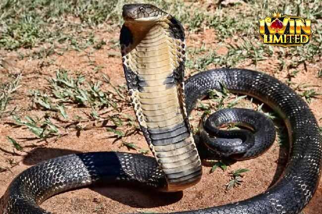 Mơ thấy rắn đuổi theo người khác