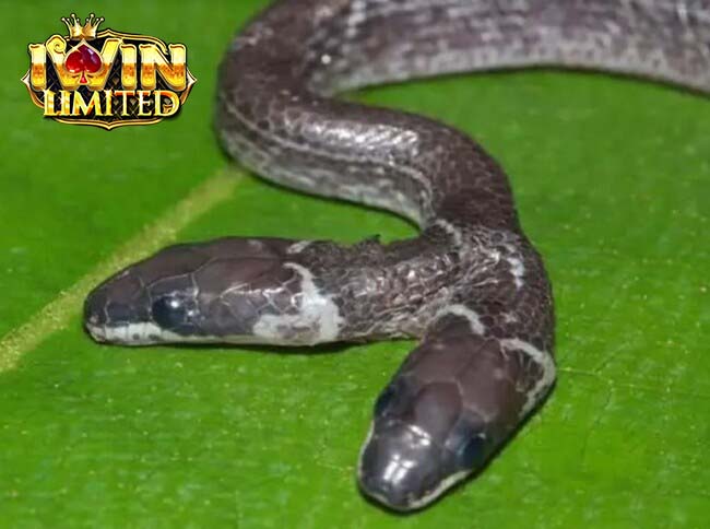 Mơ thấy rắn hai đầu đánh con gì còn tùy vào chi tiết trong mơ