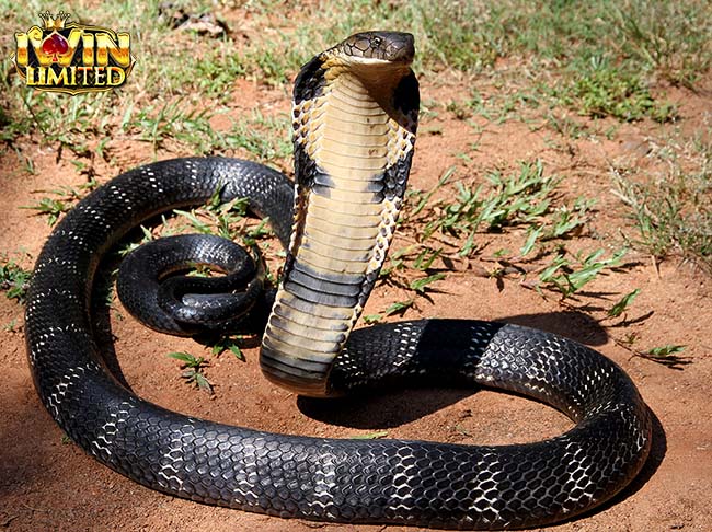 Mơ thấy rắn hổ mang 