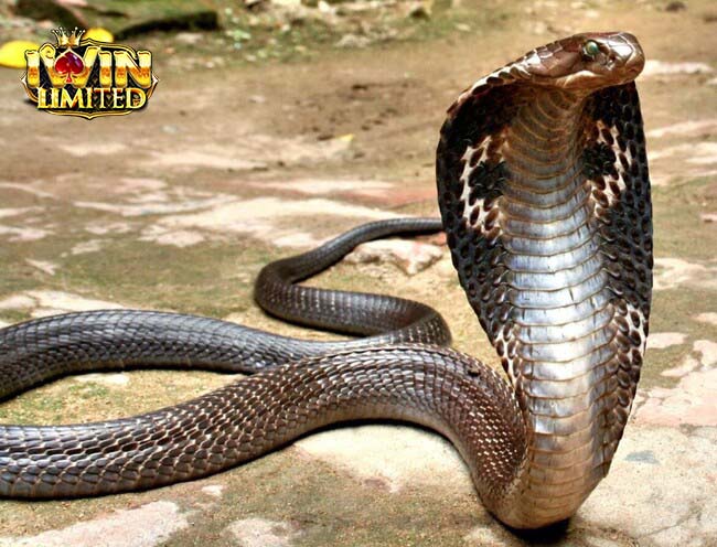 Mơ thấy rắn hổ mang