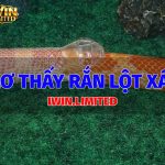 Nằm mơ thấy rắn lột xác là điềm báo? Đánh con gì trúng lớn? mo-thay-ran-lot-xac