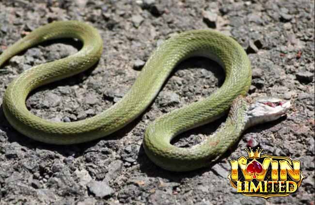 Mơ thấy rắn lục chết