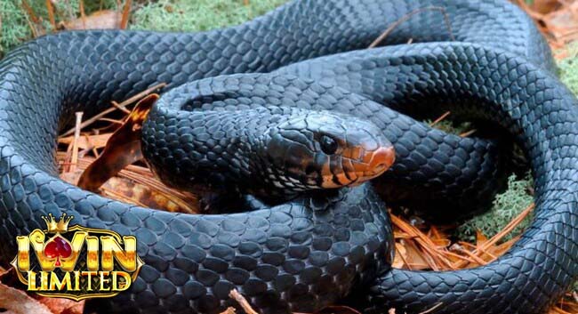 Mơ thấy rắn màu đen