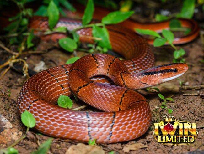 Mơ thấy rắn màu đỏ