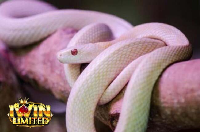 Mơ thấy rắn màu hồng