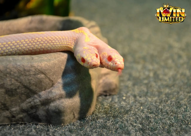 Mơ thấy rắn màu sắc khác nhau nhiều đầu