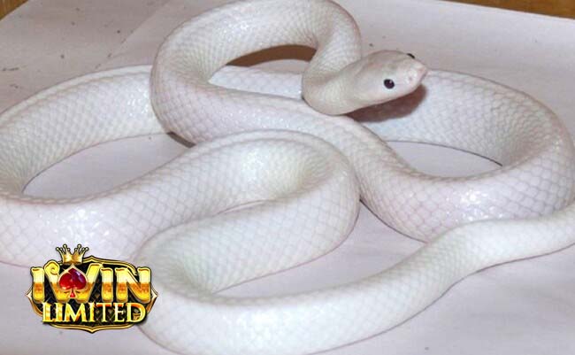 Mơ thấy rắn màu trắng