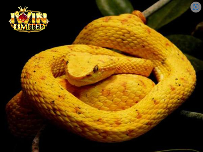 Mơ thấy rắn màu vàng