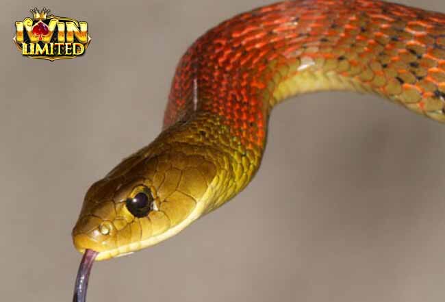 Mơ thấy rắn màu vàng đuổi