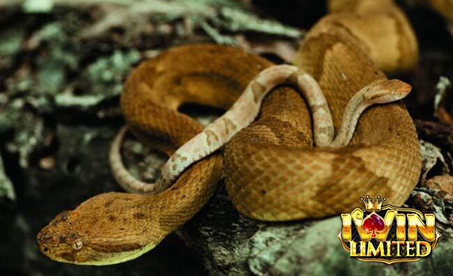 Mơ thấy rắn màu vàng