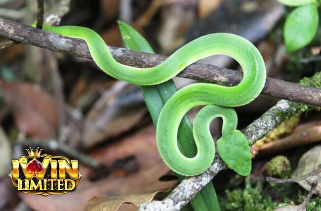 Mơ thấy rắn màu xanh