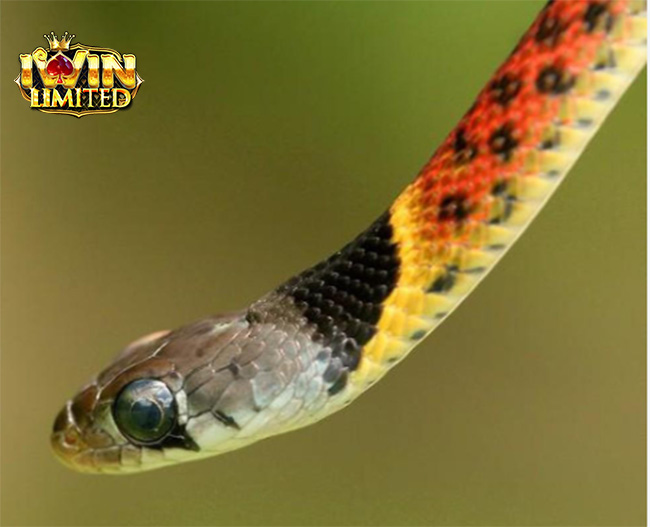 Nằm mơ thấy rắn nhiều màu sắc