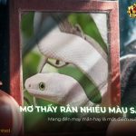 mo-thay-ran-nhieu-mau-sac