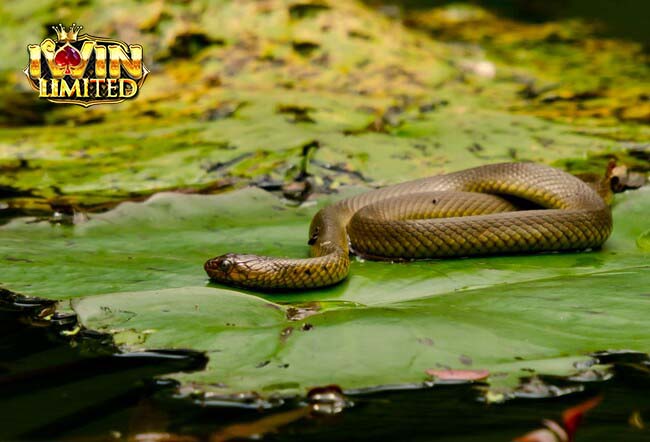 Tùy trường hợp mà ý nghĩa giấc mơ thấy rắn sẽ khác nhau