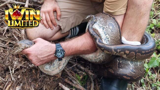 Mơ thấy rắn quấn bắp chân