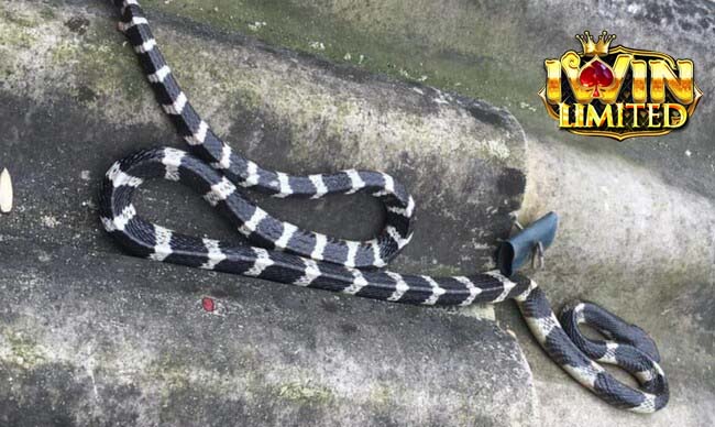 Mơ thấy rắn sọc đen sọc trắng