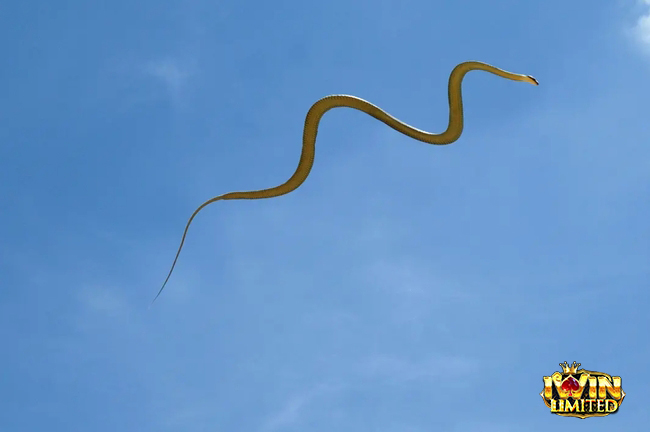 Mơ thấy rắn thần bay