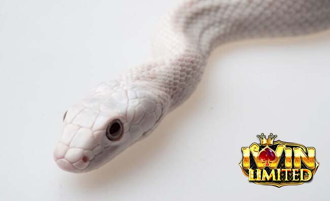 Mơ thấy rắn trắng bò vào nhà