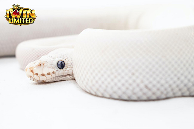 Mơ thấy rắn màu trắng