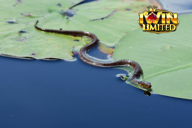 Mơ thấy rắn trên sông