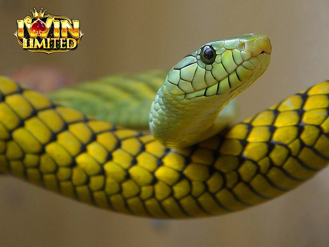 Mơ thấy rắn vàng trên cây