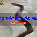 Nằm mơ thấy rắn vào nhà là điềm báo gì? Đánh số mấy chuẩn? mo-thay-ran-vao-nha