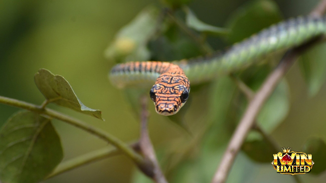 Mơ thấy rắn xanh bay