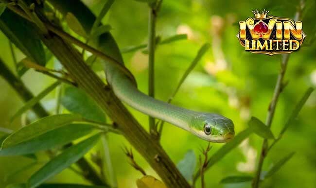 Nằm mơ thấy rắn xanh cắn vào tay chứa đựng nhiều bí ẩn