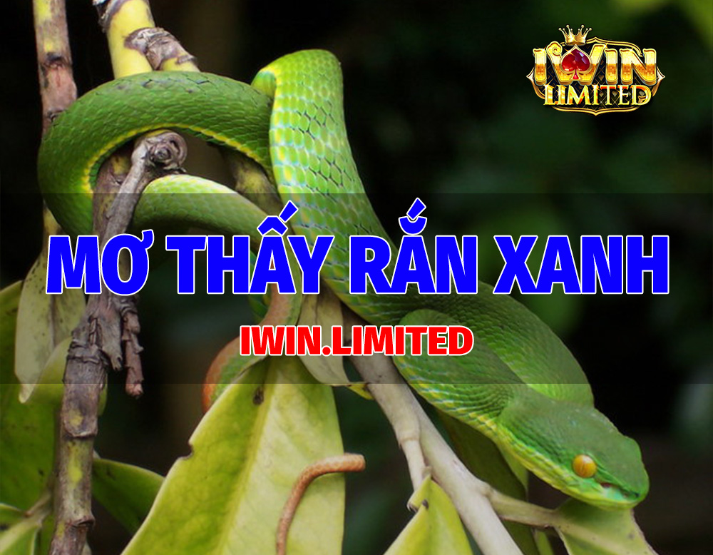 Mơ thấy rắn xanh rắn lục