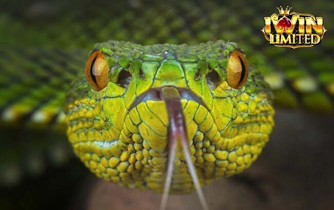 Mơ thấy rắn xanh tượng trưng cho sự phát triển